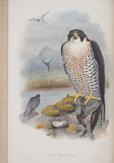 Falco Peregrinus, plaat uit The Birds of Great Britain door John Gould, gepubliceerd 1862-73 door John Gould
